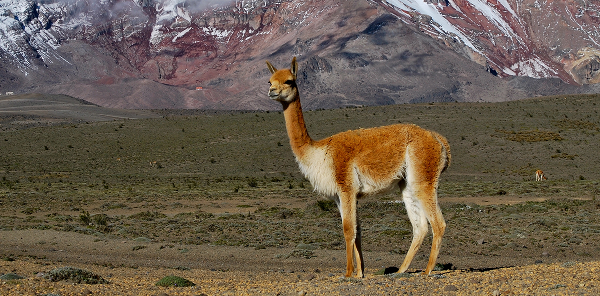 vicuña parque nacional souvenir San Juan ceramic llama