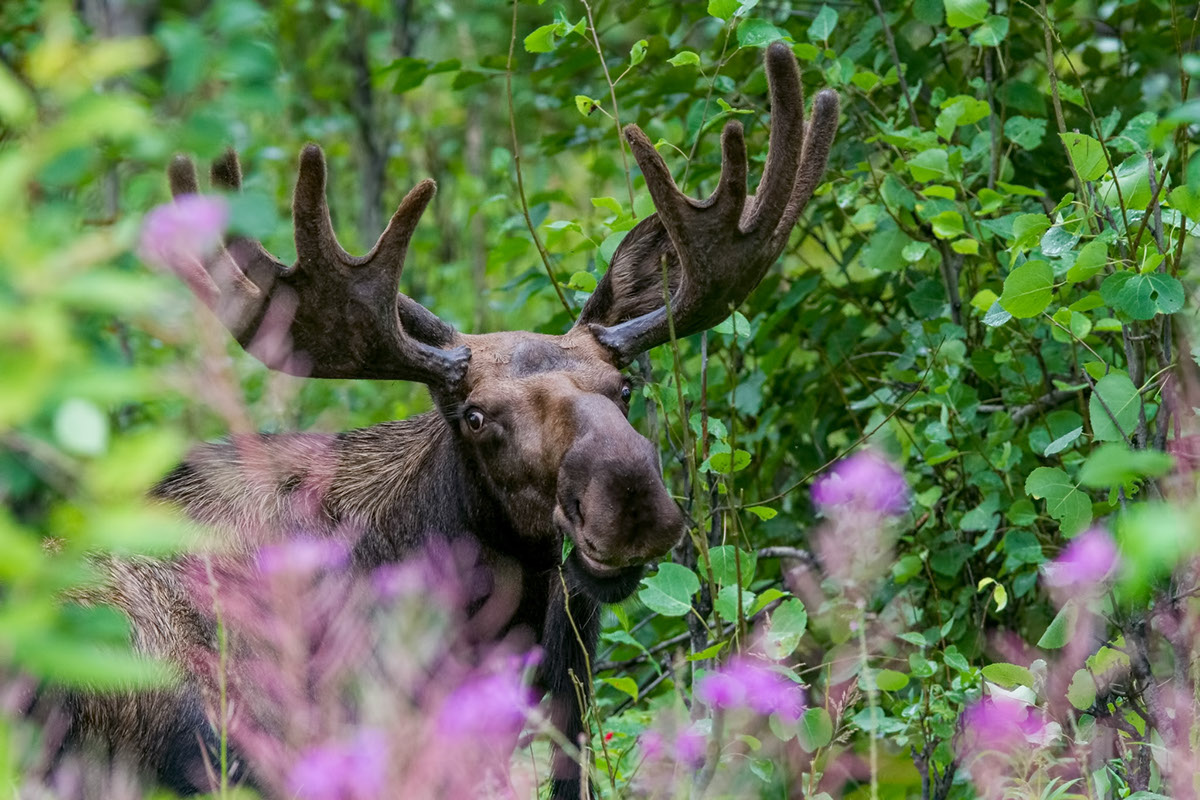 Adobe Portfolio Alaska wildlife Photography  digital photography  Fine Arts 