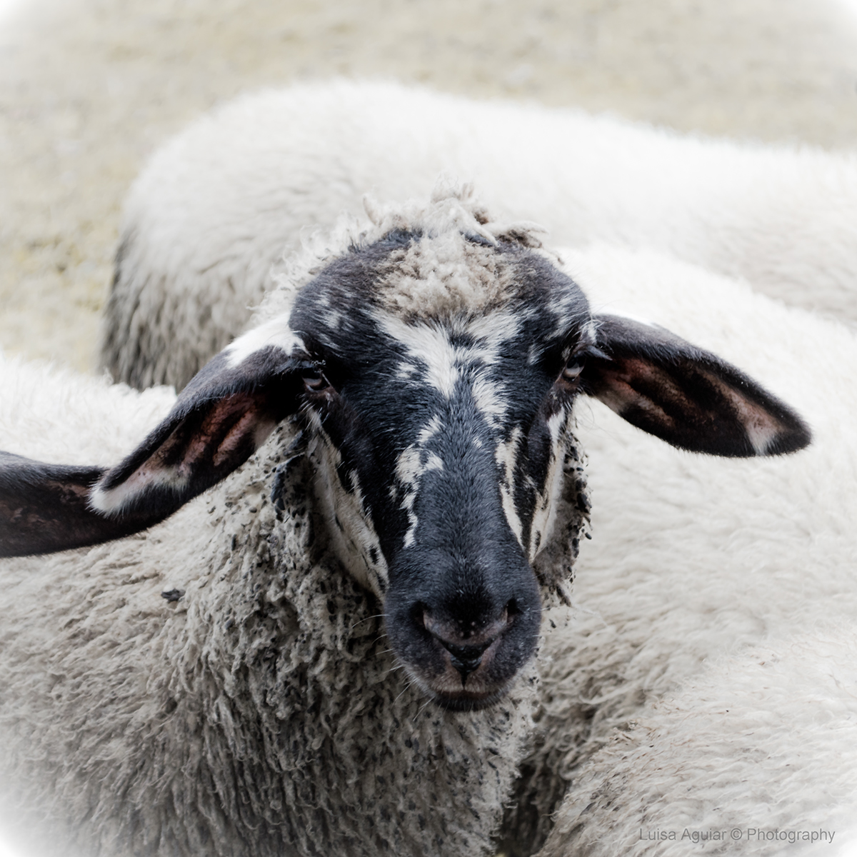 lamb sheep Meme animal aries leather