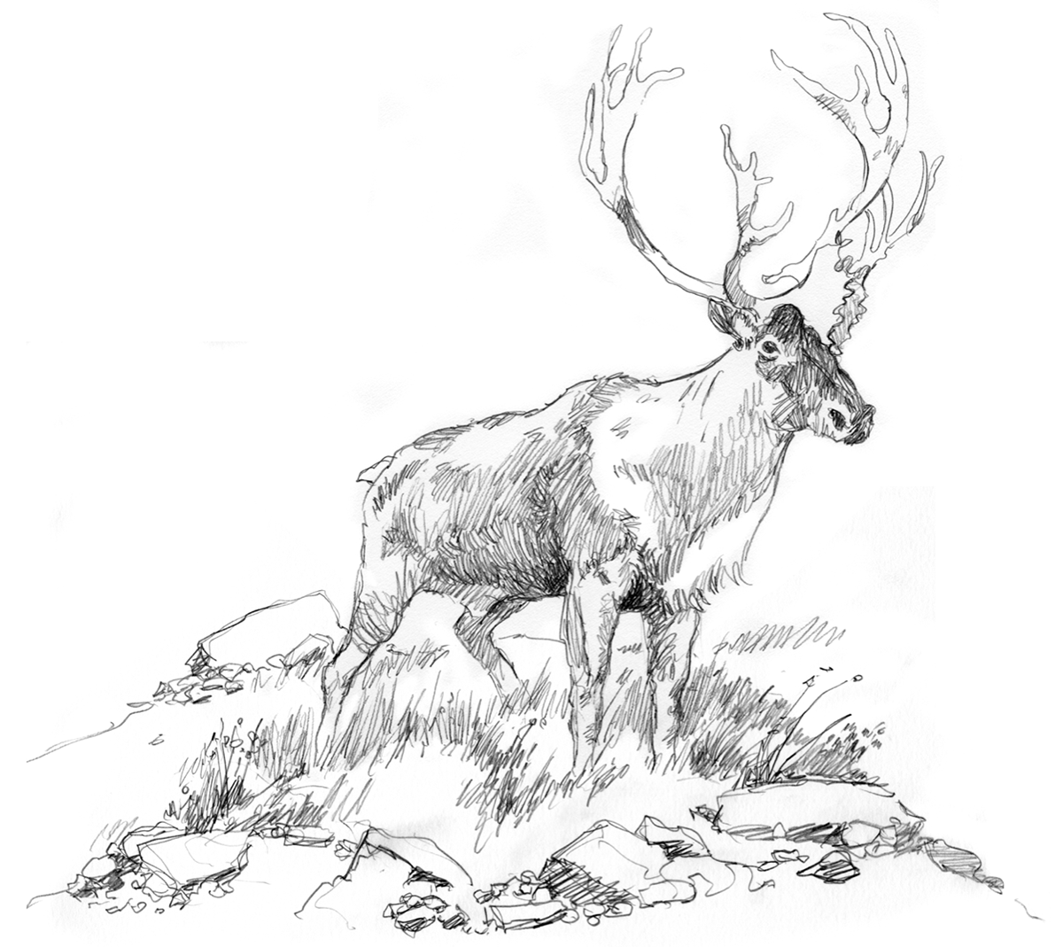 wildlife sketch sketchy outdoors tourism print ad Hunting