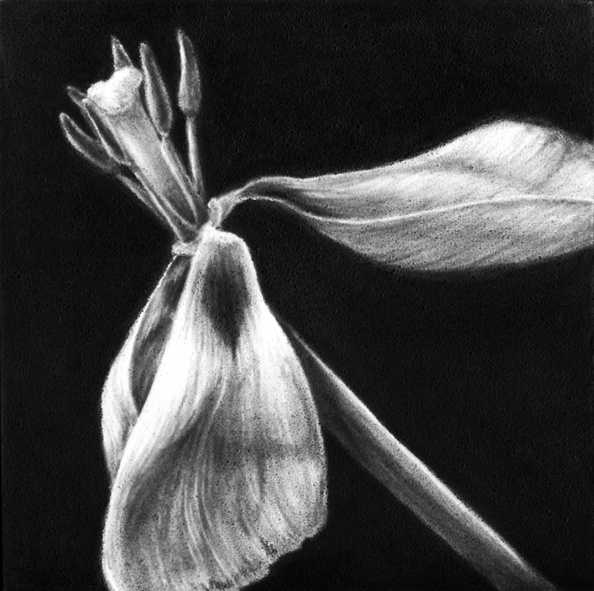tulips Gesso Board graphite pencil graphite dust botanical Nature