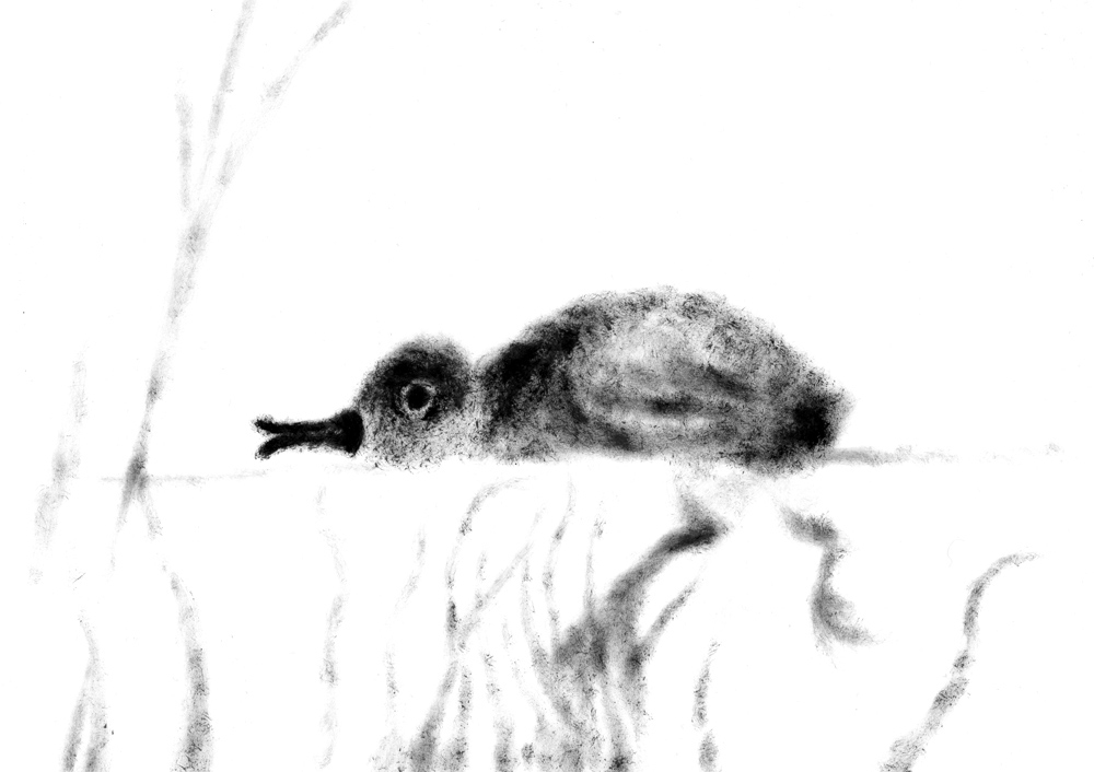 bird owl cockoo Fly stragner heron duck woodpecker little cat washes insect walkman compass Cat frog spyder Hedgehog цапля дятел камыши странные незнакомец паук прищепка лягушка на рояле продавец продавец компаса компас