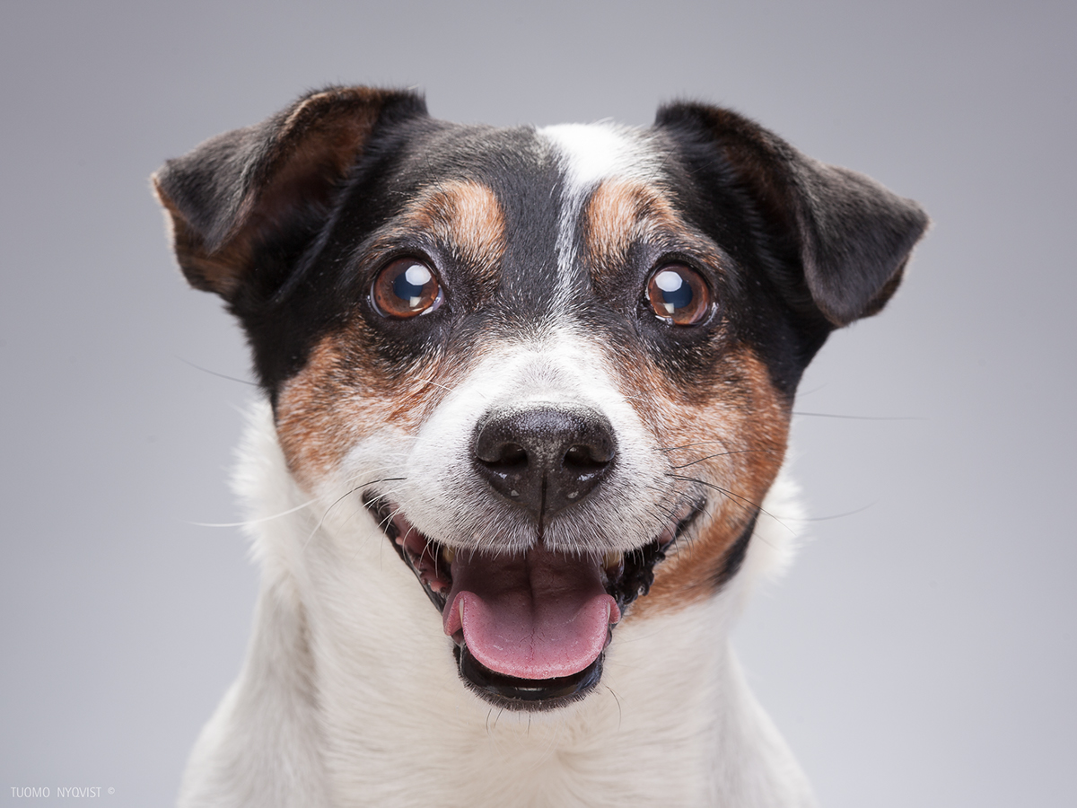 Adobe Portfolio jack russell terrier