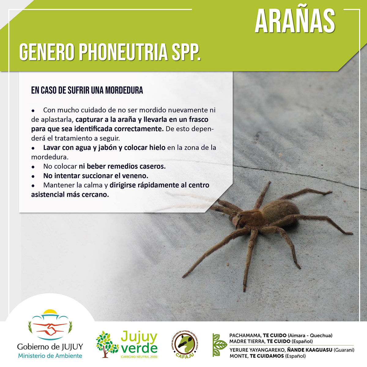 Alacranes arañas argentina bichos peligrosos diseño gráfico flyers norte argentino redes sociales serpientes