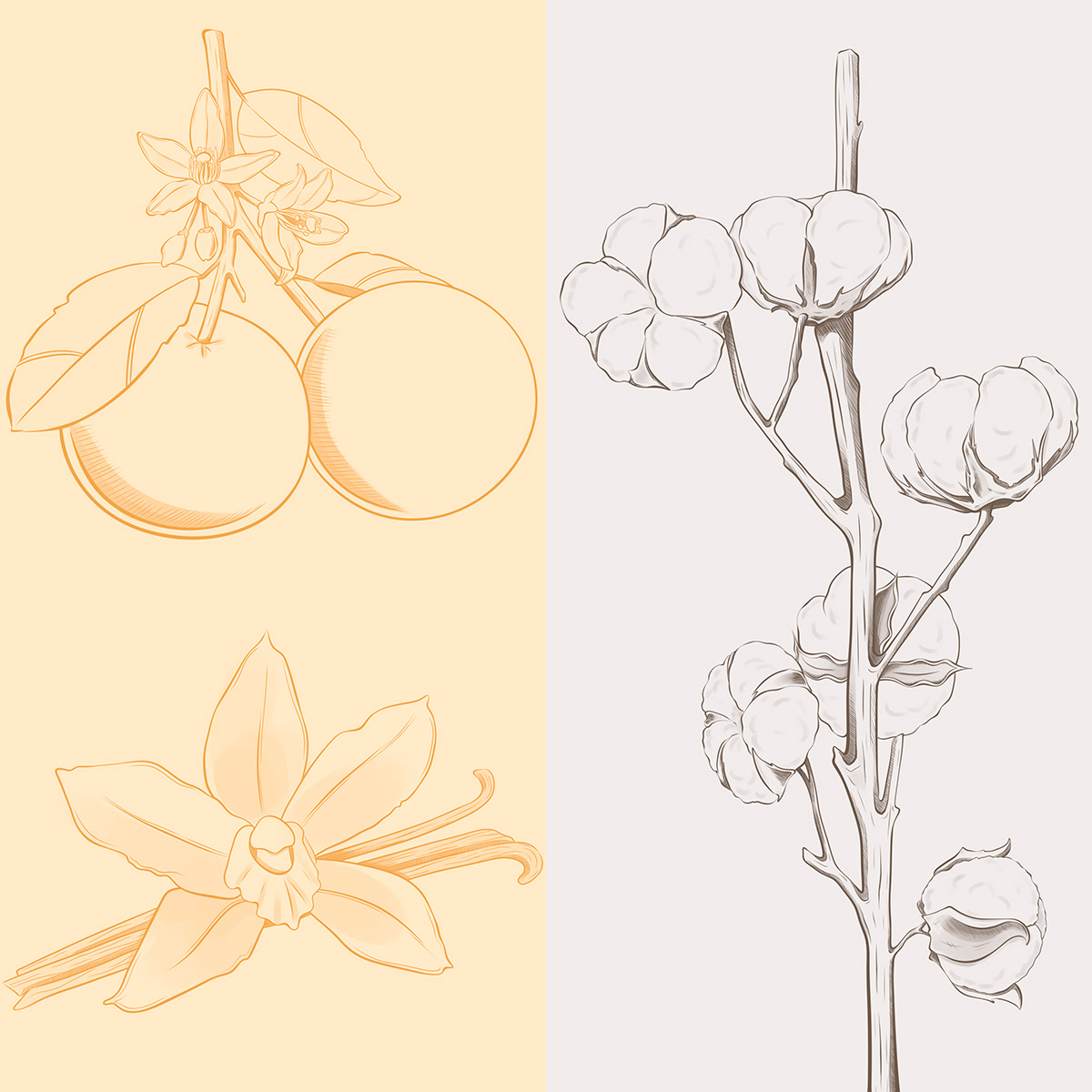 candle embalagem illustrated packaging ILLUSTRATION Ilustração Packaging packaging design packaging illustration reed diffuser