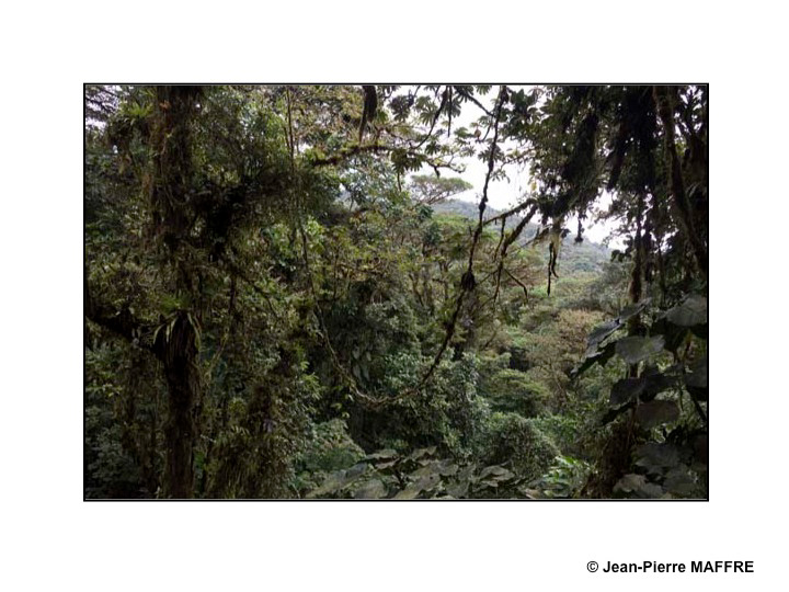 Canopee Costa Rica forêt vierge Jean-Pierre MAFFRE jpmaffre maffre photographies