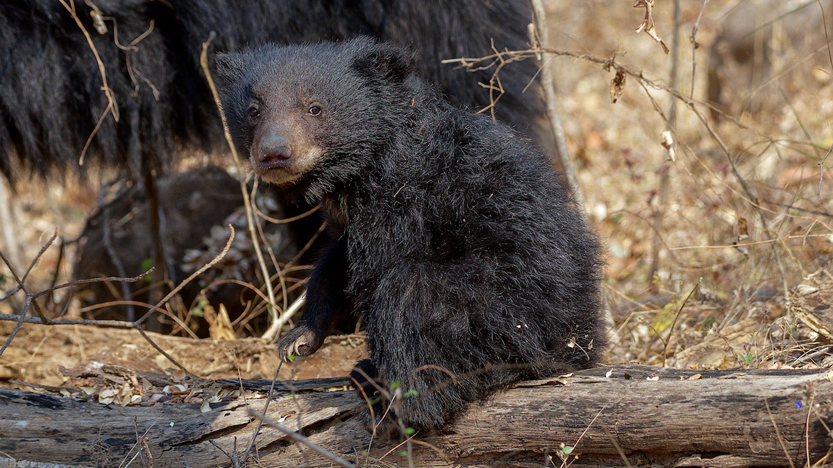 Bear Cub cub deer jungle Nature India Sloth Bear squirrel wild animal Wildlife photography Adobe Portfolio