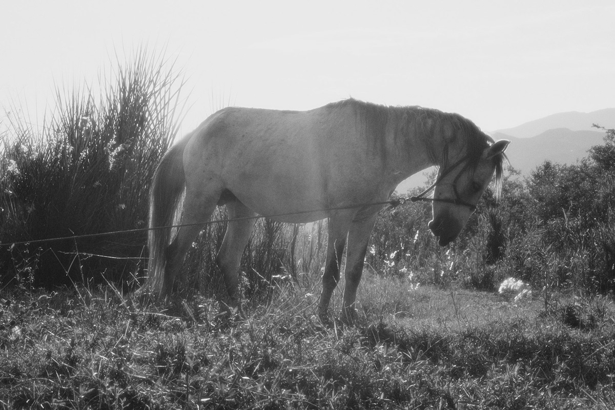 black and white dream horse Landscape Nature Travel