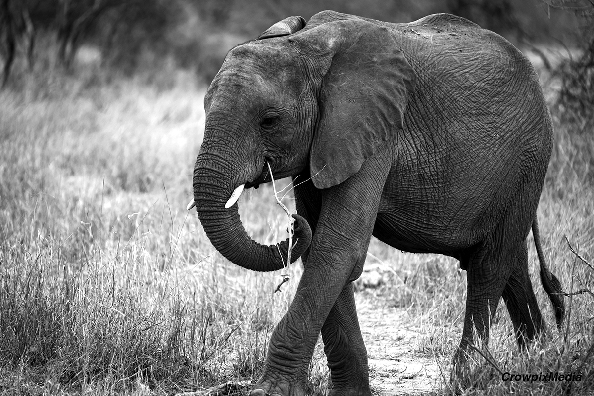 Adobe Portfolio conservation elephant Photography  south africa wildlife