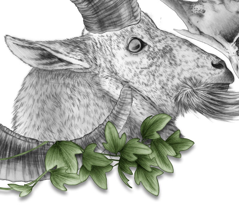 animals leaves ibex mammals green