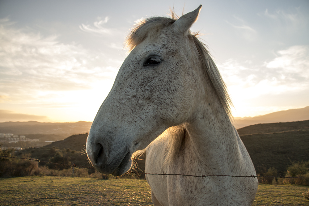 spain andalucia horse purasangre trueblood sunset Sunrise SKY mountains malaga wild Nature freedom free Landscape