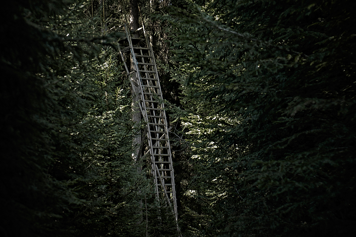 tree stand deer stand deerstand high seat high stand Hunting trees forest Nature Landscape wood woodland jörg marx