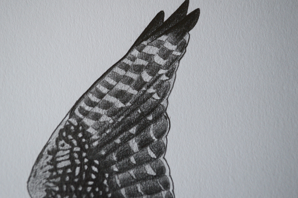  Aplomado Falcon falco falcon