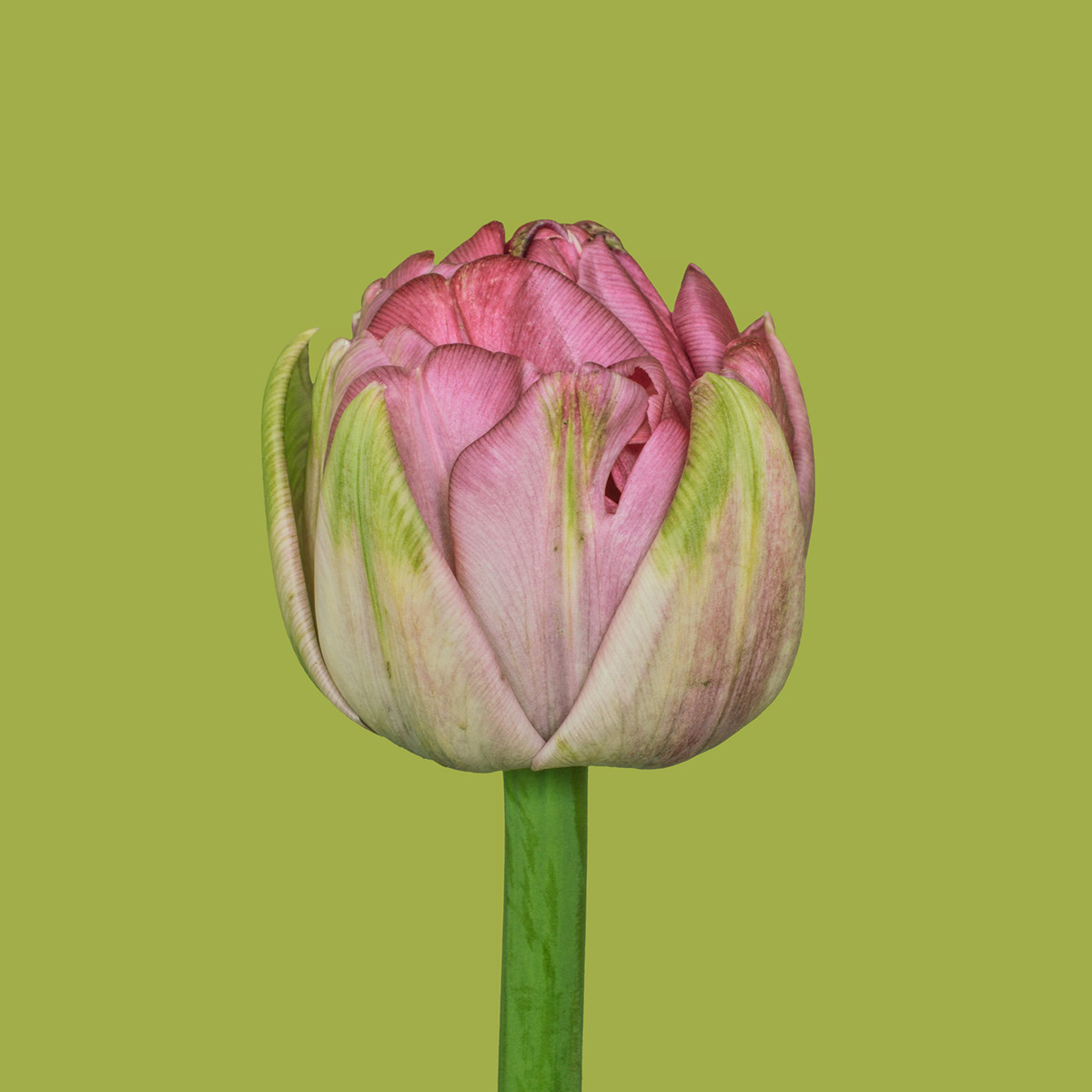 Flowers blossoms ranunculus tulips floral pink bloom petals Flora gerbera