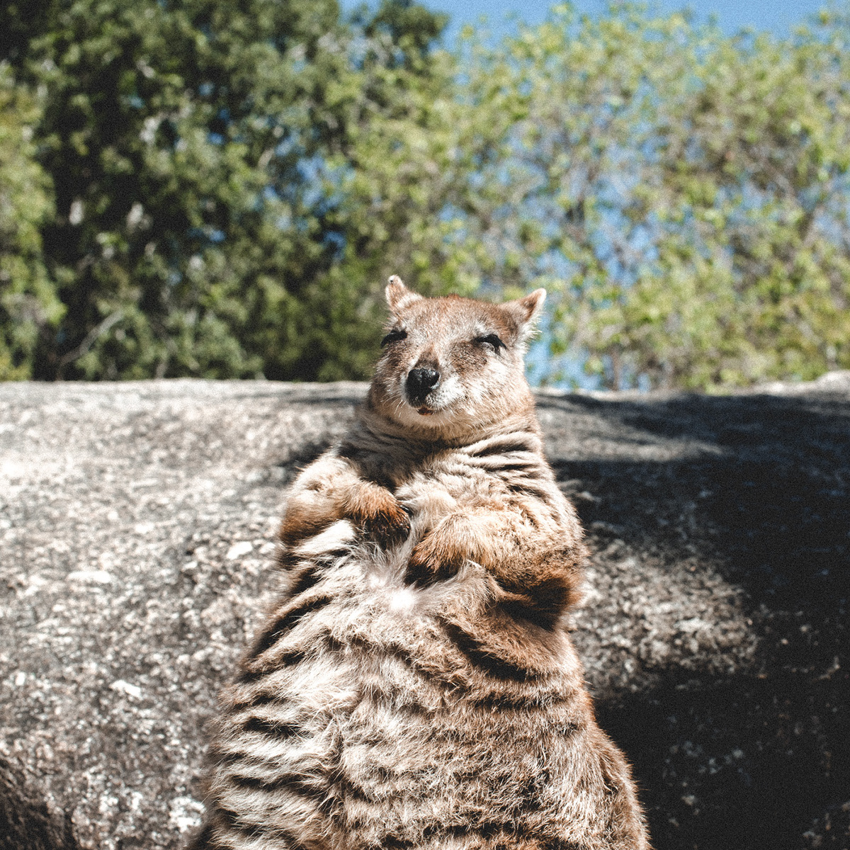 animals wildlife Wildlife photography australian animals kangaroo Australia marsupial wallaby rock wallaby