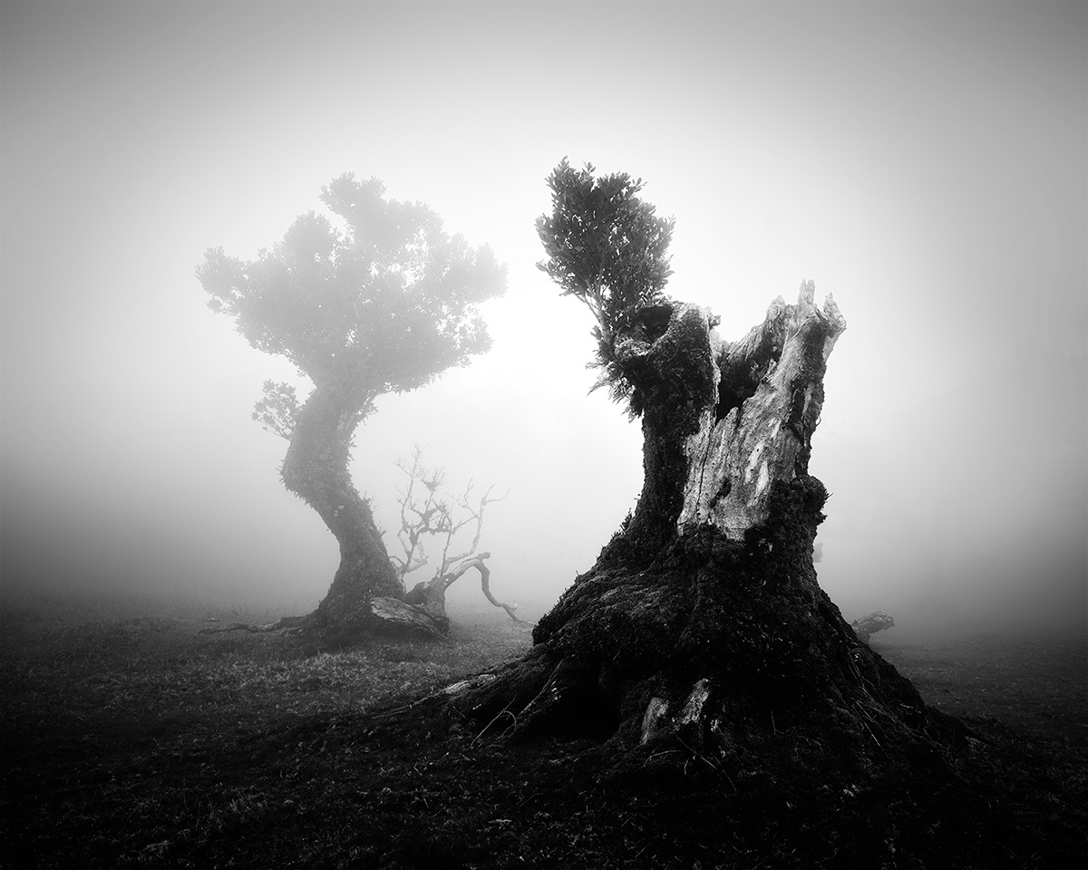 fanal Madeira fog mist trees Minimalism minimal Tree  forest Landscape