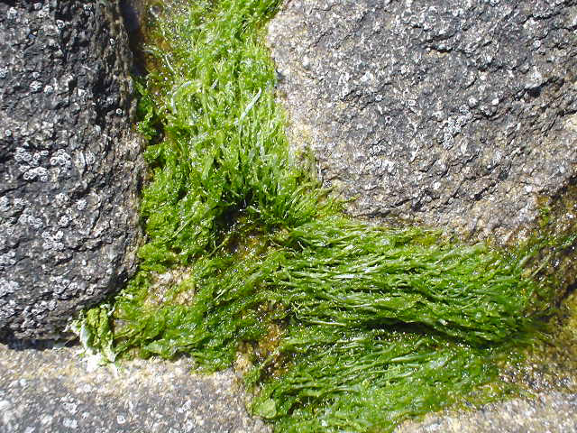 bretagne  paysages   mer  landscape  Photography  photographie  France  cote  cote bretonne  nature  rochers  végétaux  algues  eau  water  coral  corail  seaweed  Beach  plage