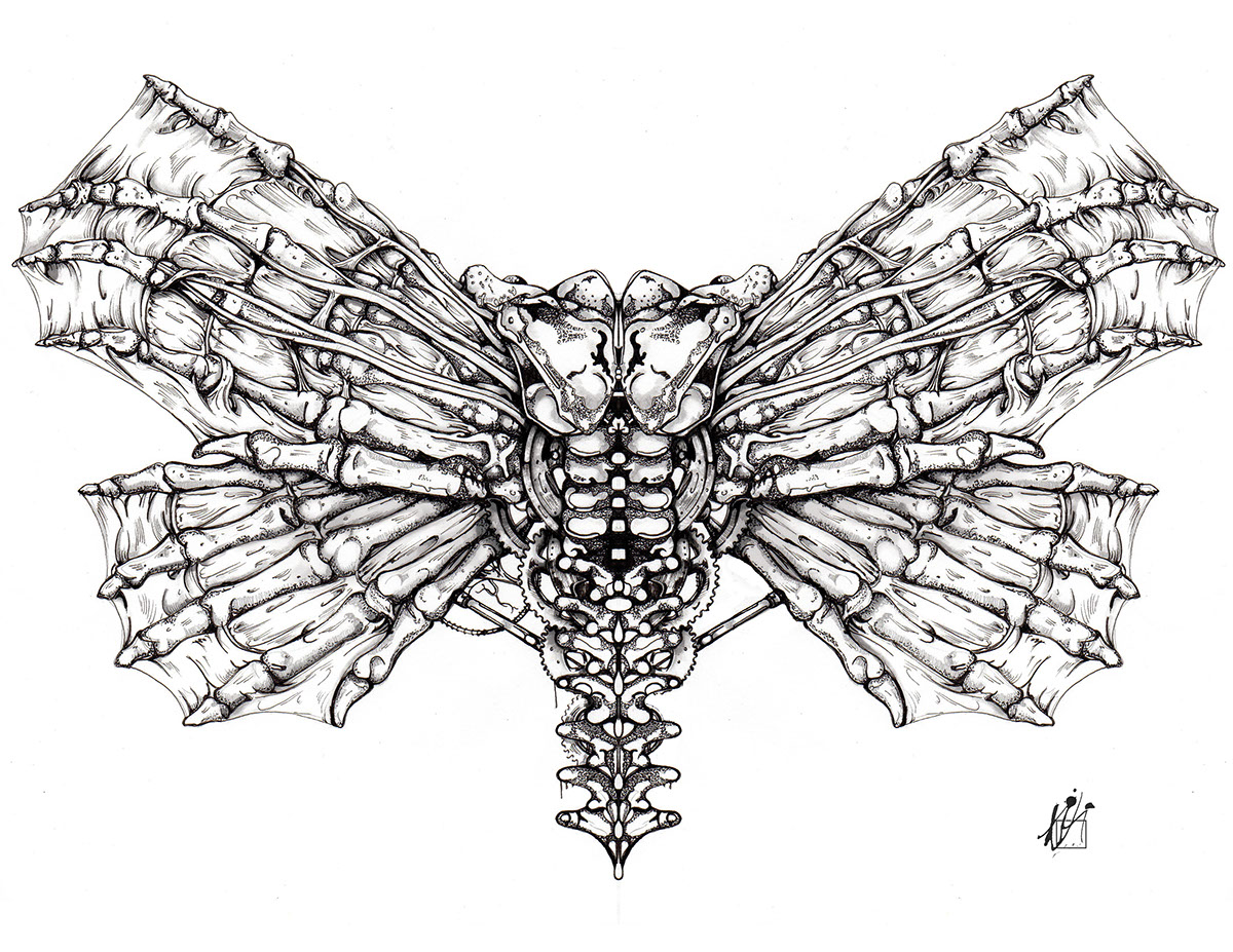 butterfly moth ink Nature anatomy