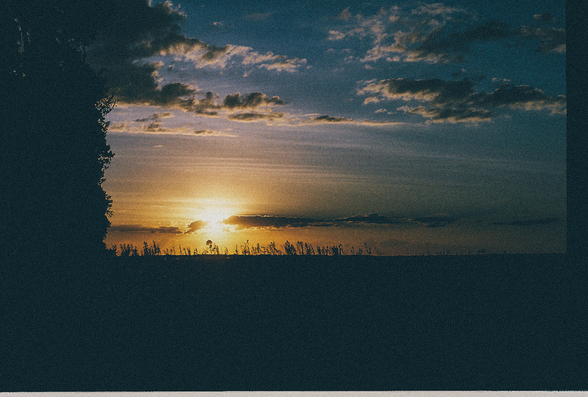 film photography 35mm analog forrest floresta sunset Flowers