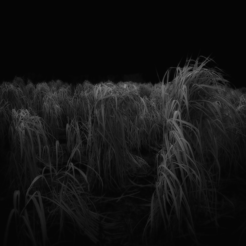 Jürgen Heckel photo black and white Nature