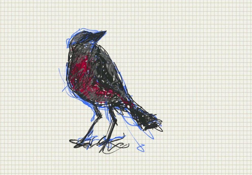 bird pássaro passarinho oiseau sketch Galaxy Note pajarito pajaro heart drawn ILLUSTRATION 