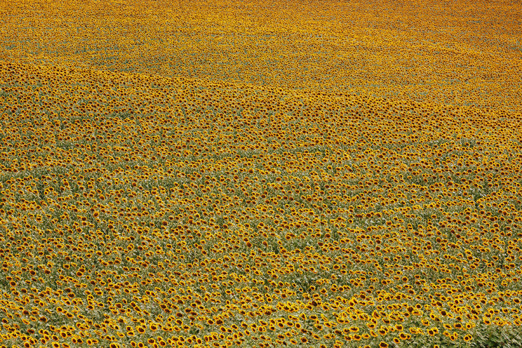 Ready to be harvested sunflower field on the rolling hills of South Dakota