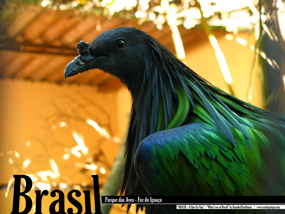 Brasil Brazil photos calendar