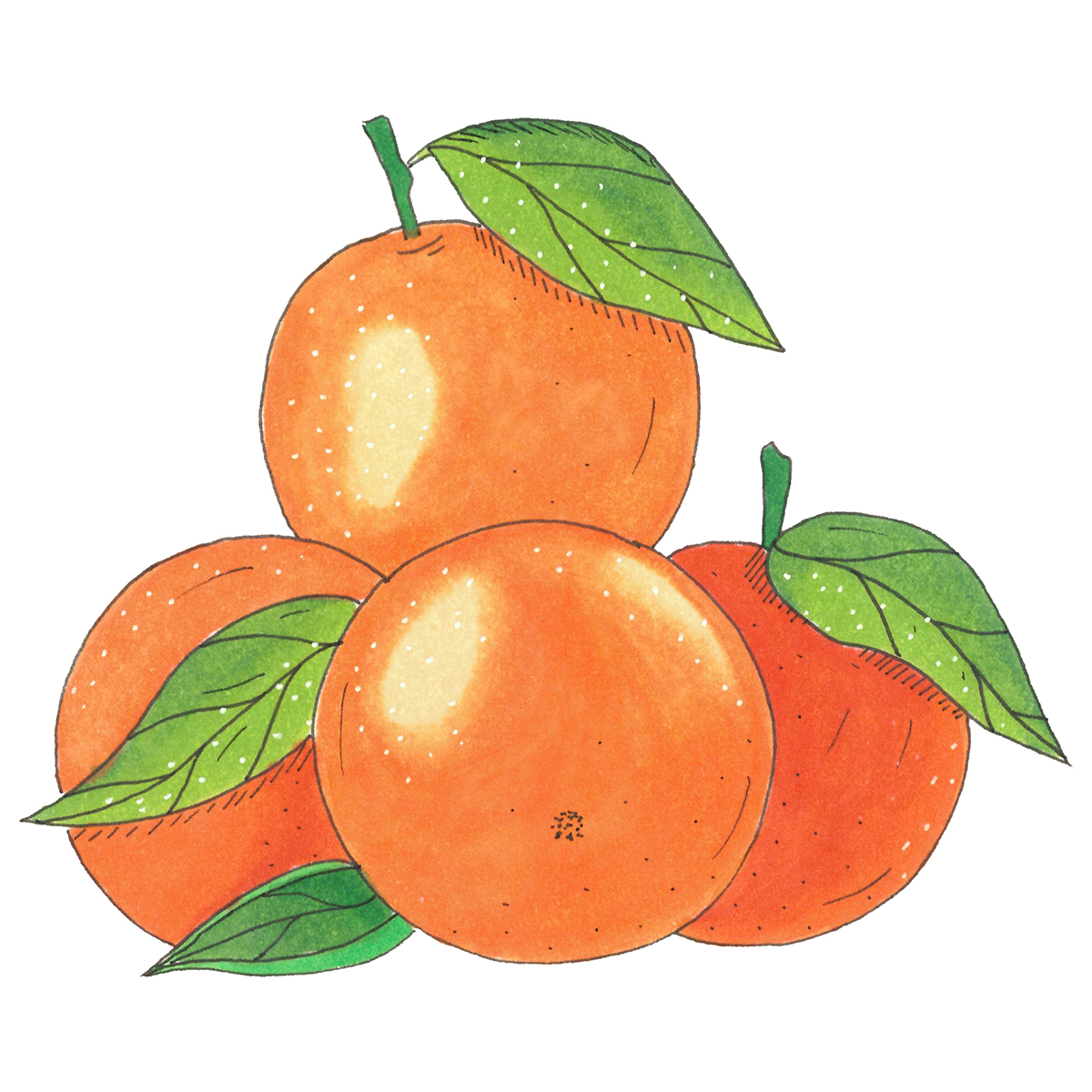 mandarine Fruit citrus orange Copic Marker sketch