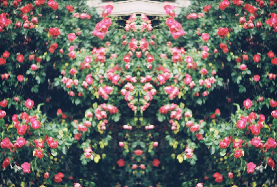 analog zenit rose kodak color jungle flower sunshine Tree  Analogue