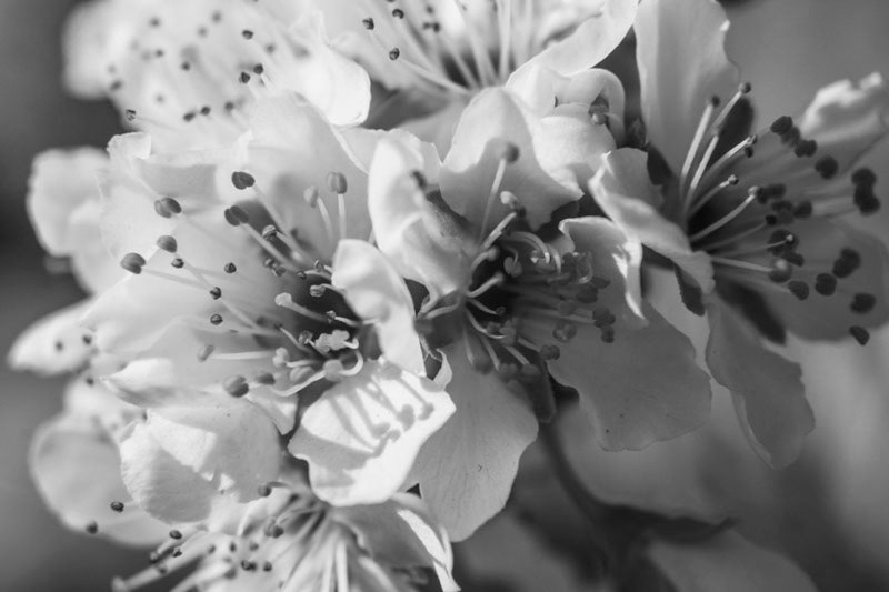 #arboles #blackandwhite #bloom #flores #flower   #nature #photography #sakura #Spring Tree 