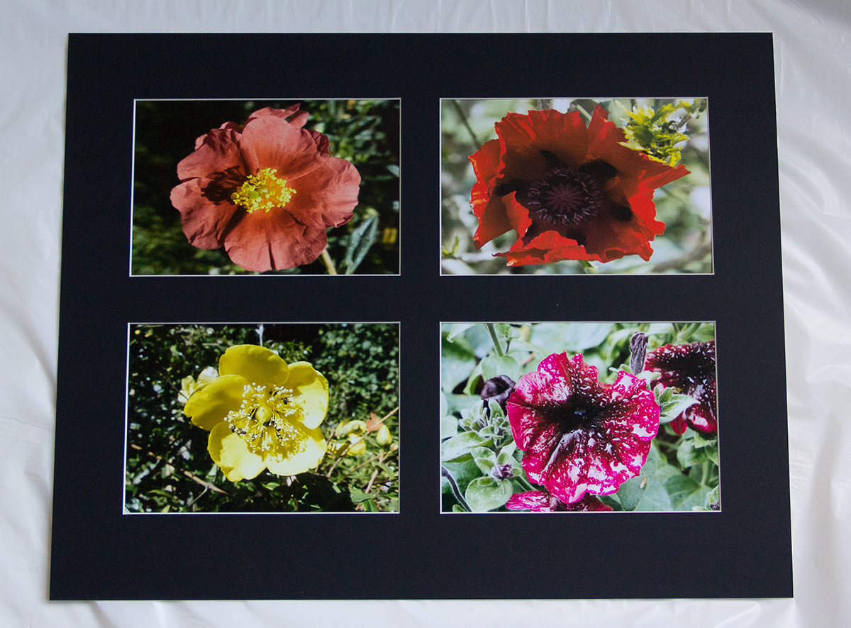 flower images editing closeups