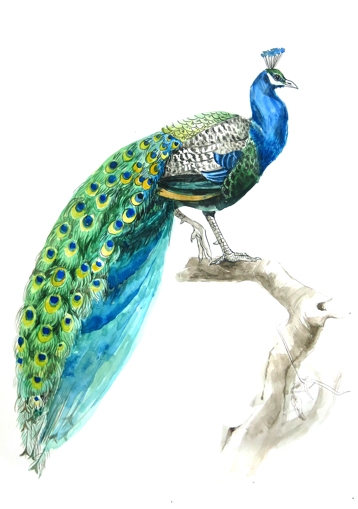 peacock watercolor Water Painting