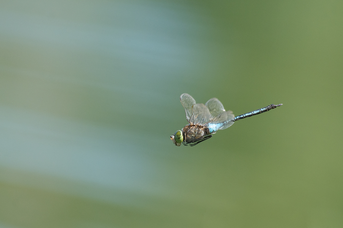 Insects biodiversity dragonfly anax parthenope Aeshnidae odonata Nature