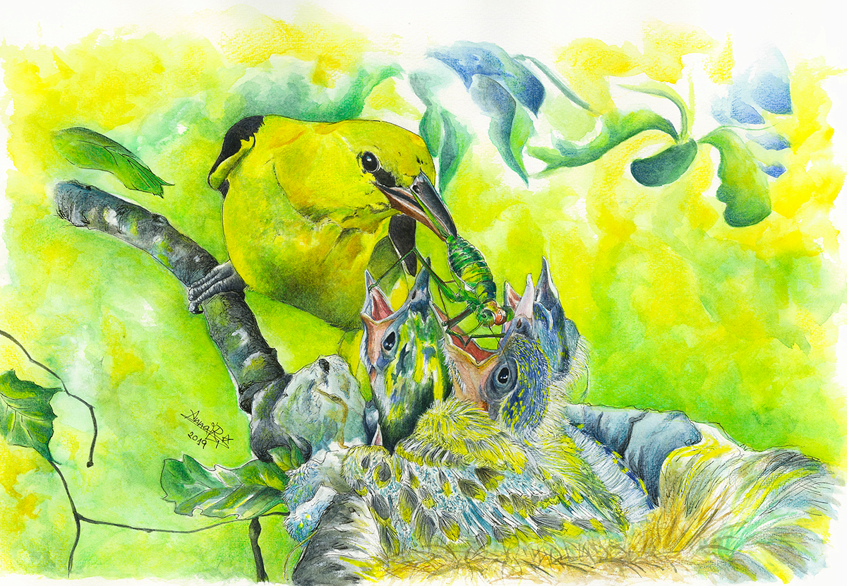 art ILLUSTRATION  portrait animalportrait bird birding watercolor FaberCastell goldenoriole animal