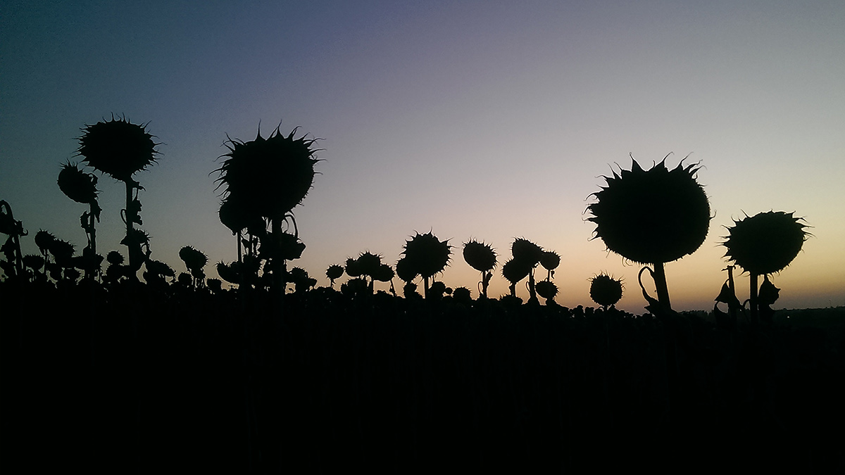silence night mumeiseishin Sunflowers natural