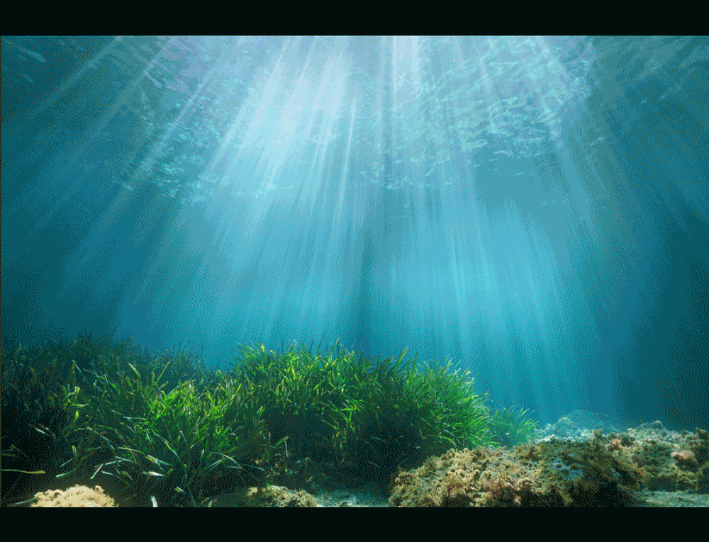 Creative Retouching flag marevivo posidonia undersea