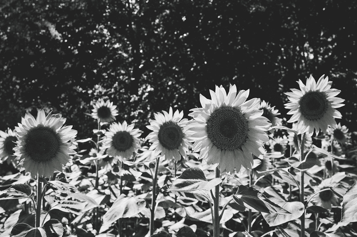 sunflower flower blackandwhite bnw Film   Photography 