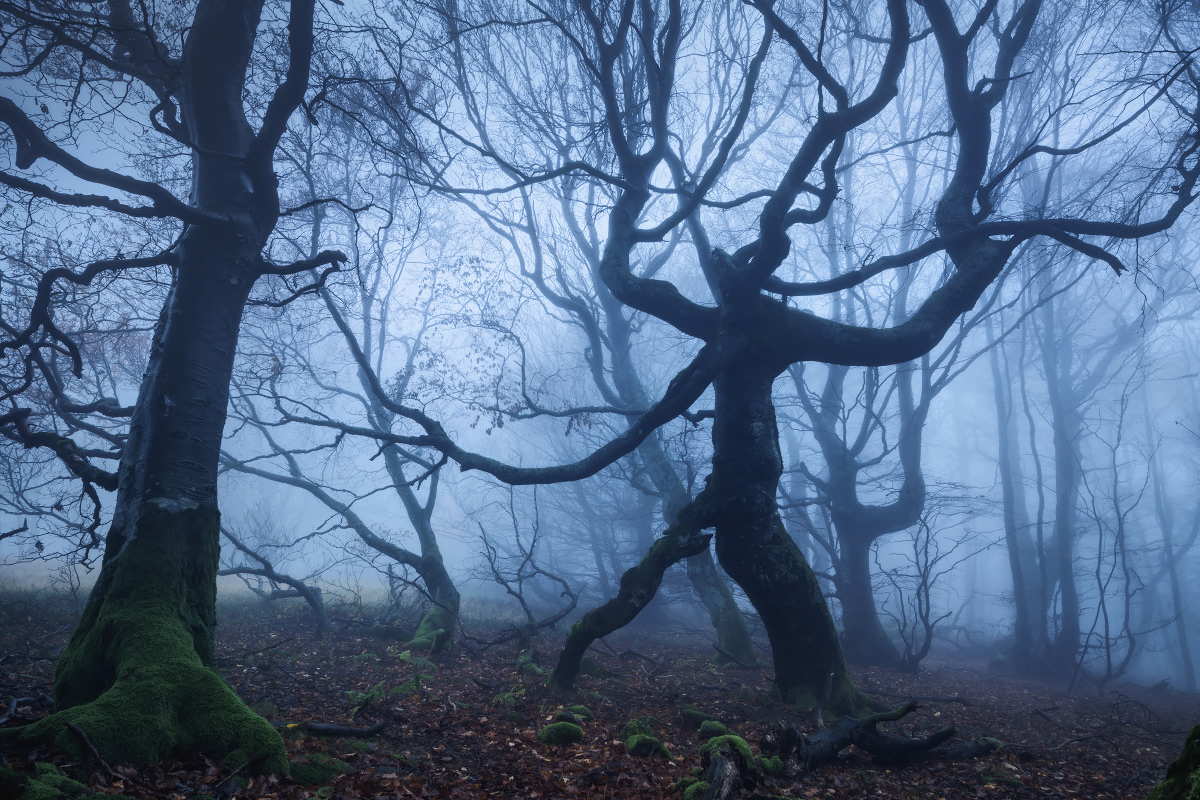 Deutschland fog forest fotografie germany Photography  Tree  trees wald wood