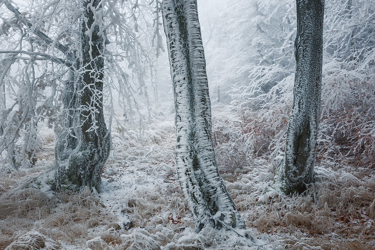 Outdoor snow frost winter Nature woodland forest Landscape Czech Republic mountains