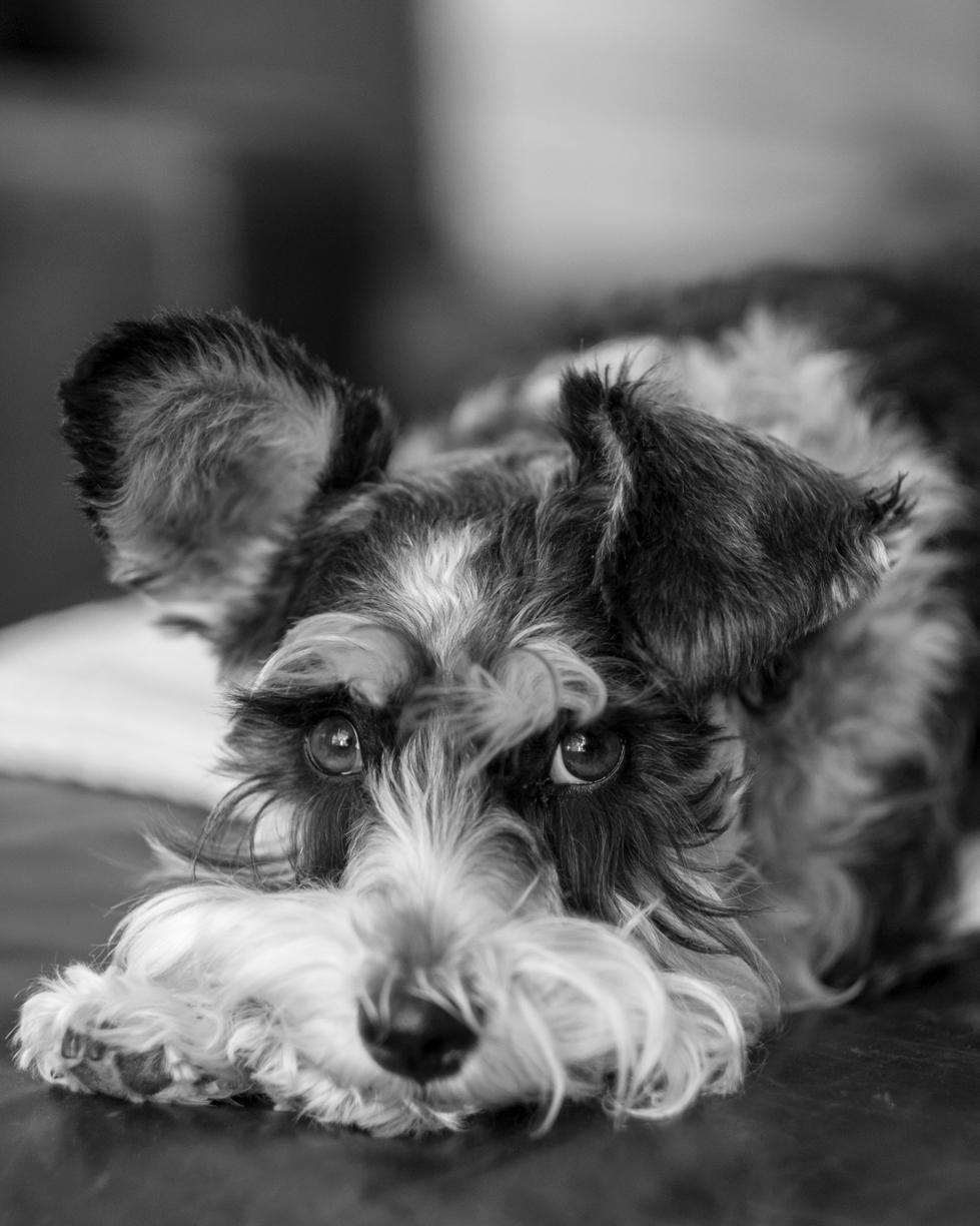 Adobe Portfolio dog  dog photography  dog art