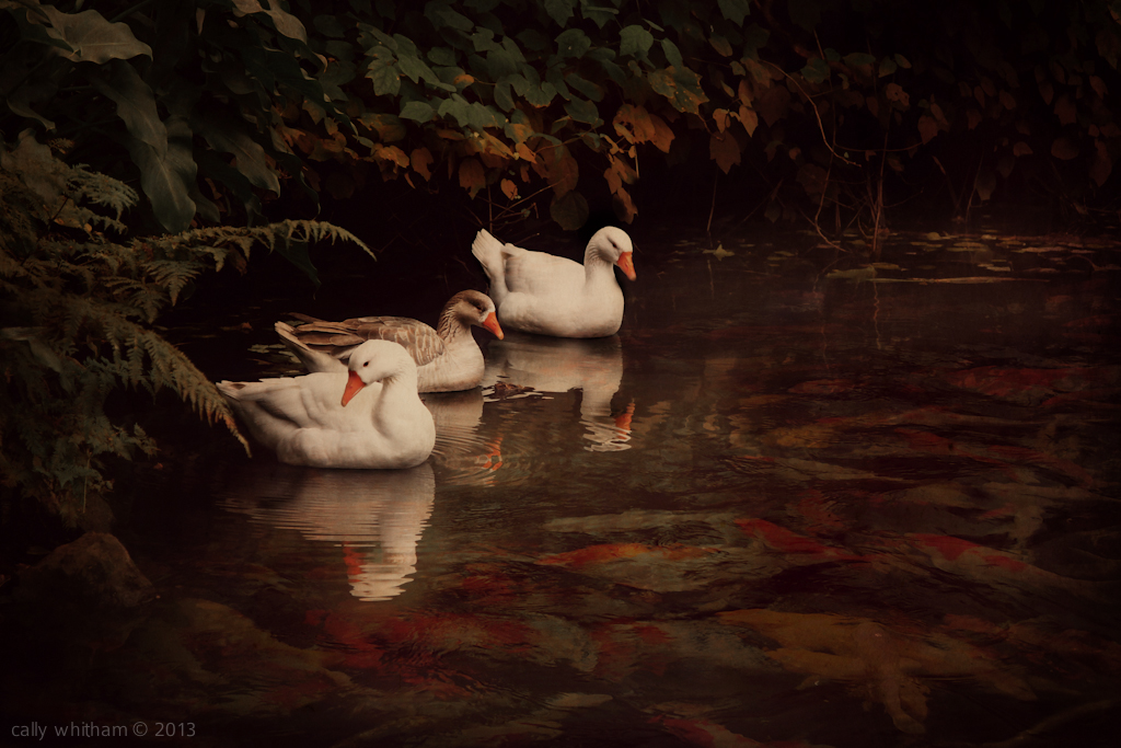 geese  Romance pond domestic birds waterfowl pictorialism