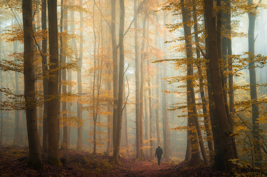 pathway Nature Landscape forest wood fog mist mood autumn trees Fall