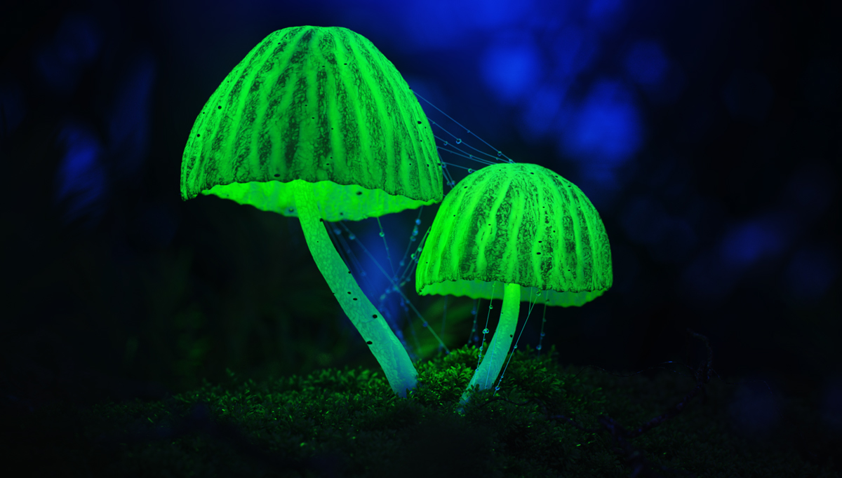 Render modelling light glow art digital CGI fantasy visualisation color graphic colors Mushrooms Zbrush corona