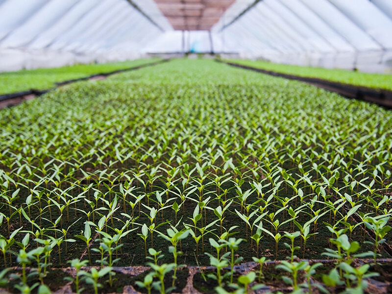aquaponics areoponics crops design farming Food  green hydroponics Urban vertical farming