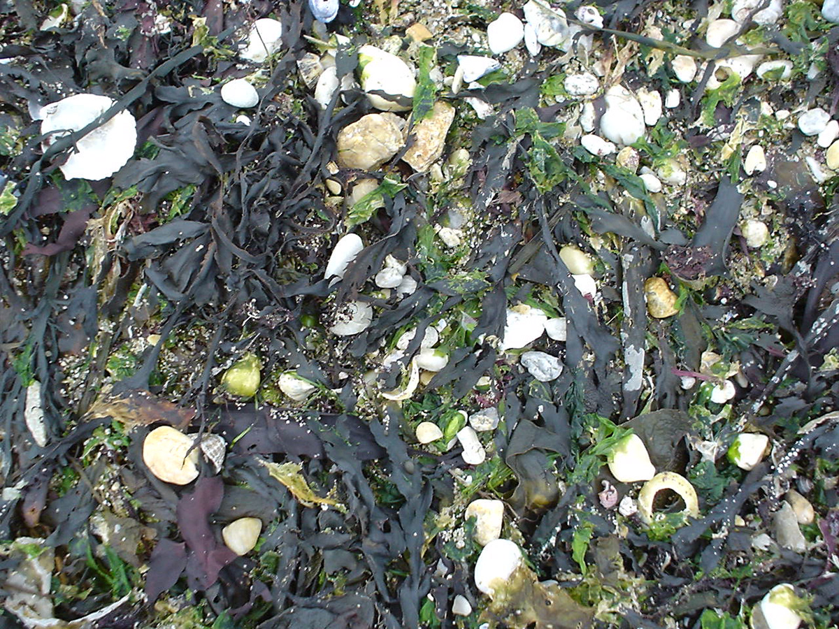 bretagne  paysages   mer  landscape  Photography  photographie  France  cote  cote bretonne  nature  rochers  végétaux  algues  eau  water  coral  corail  seaweed  Beach  plage