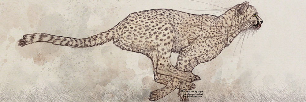 ILLUSTRATION  Drawing  painting   vintage Classical traditional cheetah wild animals preservation