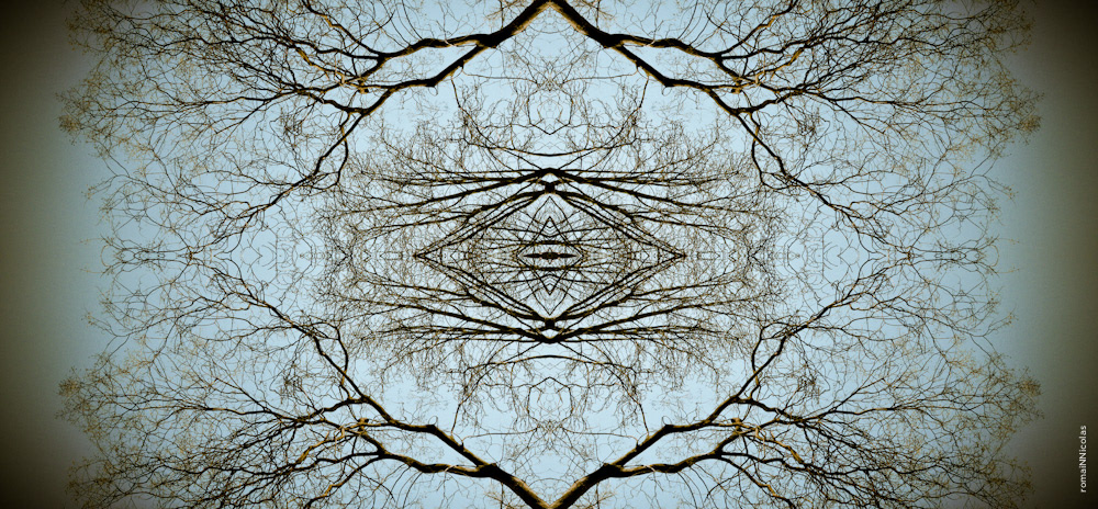 photo symetrie symetry arbres ciels trees SKY romain nicolas