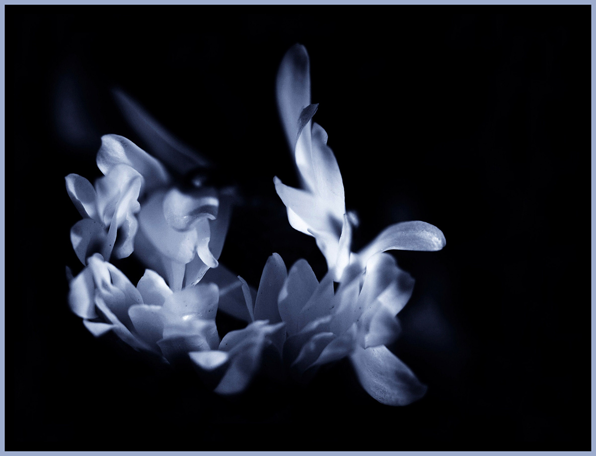 flower Flowers Nature macro blue sepia bw blackandwhite