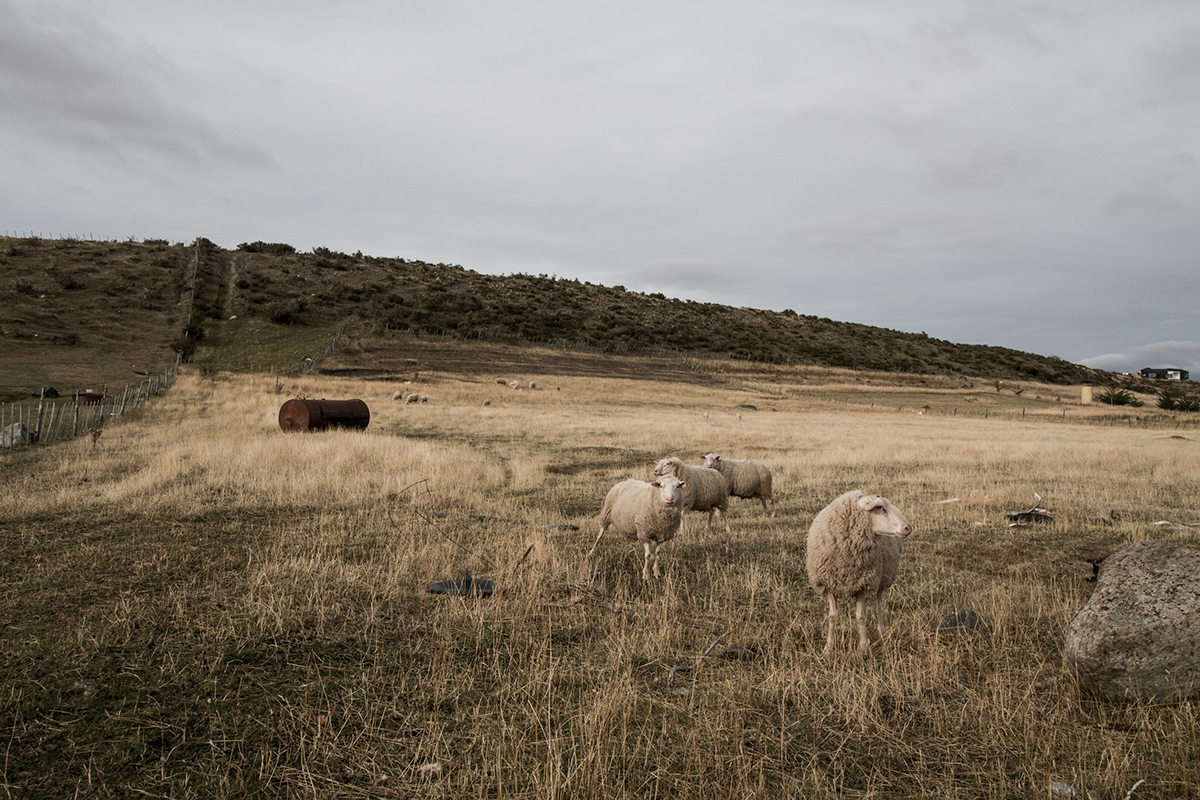 patagonia sheep downsouth