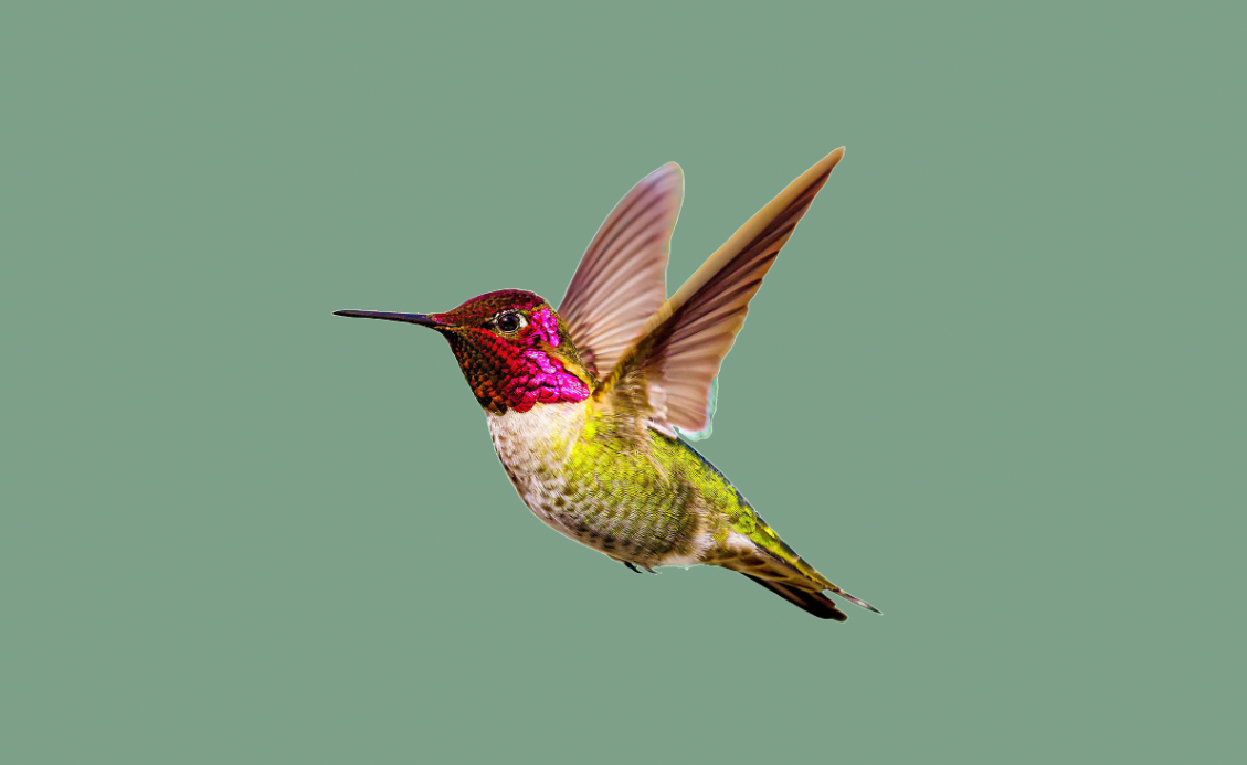 Image may contain: animal, bird and hummingbird